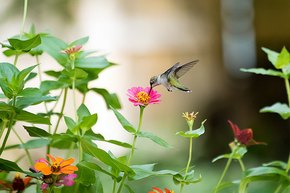 Ruby-throated Hummingbird