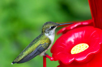 Ruby-throated Hummingbird
