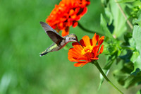 Ruby-throated Hummingbird