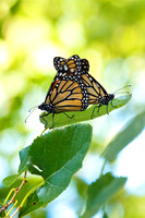 Monarchs Copulating
