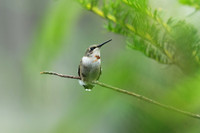 Ruby-throated Hummingbird (Juvenile Male)