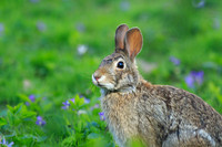 Curious Critters (Animals & Insects)