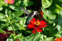 Ruby-throated Hummingbird