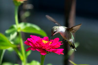 Ruby-throated Hummingbird