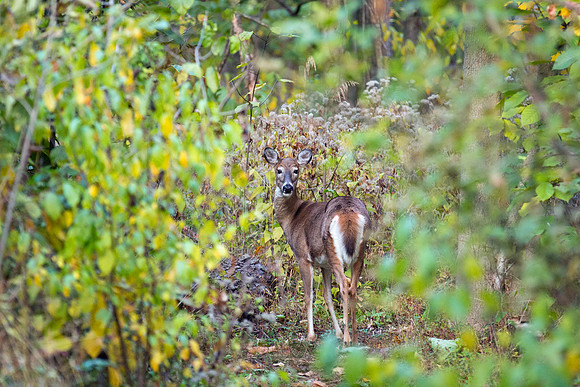 White-tailed Deer Looking Back