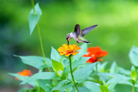 Ruby-throated Hummingbird