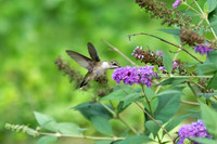 Ruby-throated Hummingbird