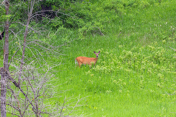 White-tailed Deer