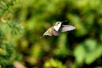 Hummers (Hummingbirds)