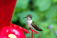 Ruby-throated Hummingbird