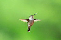 Ruby-throated Hummingbird
