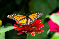 Monarch