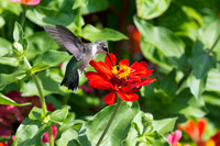Ruby-throated Hummingbird