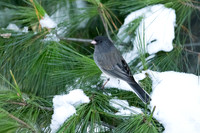 Feathered Friends (Non-raptor Birds)